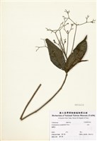 藏品(大青)的圖片